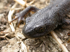 David Plant Photography - Wildlife Photographer - Great crested newt female - A